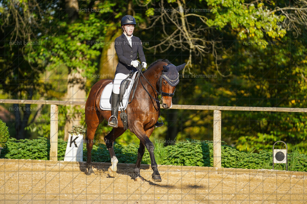 20221007-FAH00300 | Diessen am Ammersee, 2022, Dressur- und Springturnier, Reitsportbilder, Turnierfotografen Bayern, Pferdefotografen, Fotoagentur Herrmann, Turnierbilder