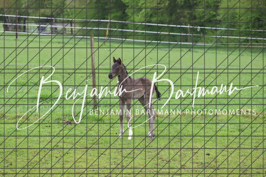 IMG_4320 | Benjamin Bartmann Photomoments