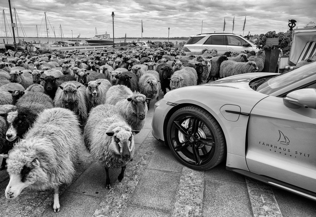 wanderschaefereien-schleswig-holstein-030 | Die starke Verkehrsdichte auf Sylt erfordert besondere Aufmerksamkeit beim Zug durch Ortschaften wie hier beim Hotel Fährhaus in Munkmarsch. - Realisiert mit Pictrs.com