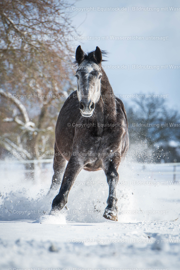 20160117_Galoppierender_Schimmel_im_Schnee_0004 | equistock