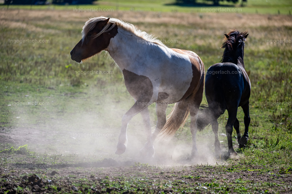 NZ9_9473 | Betzdorf(Deutschland Der deutsche Naturfotograf  Ingo Gerlach/69 aus Betzdorf in Deutschland war Anfang August 2022 auf dem Weg zu „seiner“ Herde mit Islandhengsten. Diese Herde mit rund 14 Hengsten fotografiert Gerlach bereits seit mehreren Jahren. Diesmal wollte der Naturfotograf schauen wie es den Hengsten geht. Es war der heißeste August seit Beginn der Wetteraufzeichnung. Das Thermometer zeigte an diesem Vormittag bereits 38 Grad an. Die Hitze würde sicherlich auch den Tieren zu schaffen machen. Als Gerlach an der sehr weiträumigen Weide ankam sah er schon die Staubwolken. Schnell positionierte er die Nikon Z9 mit dem Superzoom 180 bis 400mm und einschwenkbarem Konverter auf seinem Stativ. Schnell hatte er die ersten Bilder auf der Speicherkarte. Das Verhalten der Hengste war typisch für die Isländer. Sie wälzten sich im Staub um lästiges Ungeziefer los zu werden. Zudem kühlte die Staubschicht auf der Haut auch ein wenig. Obwohl reichlich Staub vorhanden war, kämpften die Hengste immer wieder um den besten und staubigsten Platz.  Dadurch das der Staub in die Höhe ging ergaben sich „herrliche Fotos. Als der Fotograf seine Bilder im Kasten hatte checkte er noch ob die Hengste auch genügend Wasser zur Verfügung hatten, Hatten sie. Ein Brunnen lieferte das lebensnotwendige Nass. 