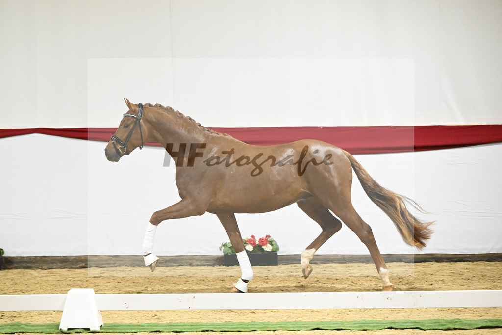 Kat-Nr. 8 v. Viva Gold_Limbecker_63220262 | hf-fotografie - Realisiert mit Pictrs.com