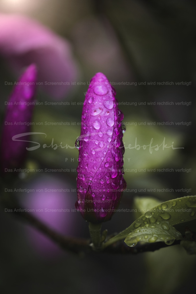 Tears from Heaven | Eine eindrucksvolle Makroaufnahme einer violett leuchtenden Blütenknospe, bedeckt mit feinen Regentropfen. Die Tropfen reflektieren das Licht und verleihen dem Motiv eine lebendige, fast greifbare Frische. Der weiche, unscharfe Hintergrund hebt die Knospe elegant hervor und erzeugt eine ruhige, atmosphärische Tiefe. Die kräftigen Farben und die filigranen Details machen dieses Bild zu einem ausdrucksstarken Naturmotiv, das Ruhe, Eleganz und die Schönheit vergänglicher Momente einfängt. - Realisiert mit Pictrs.com
