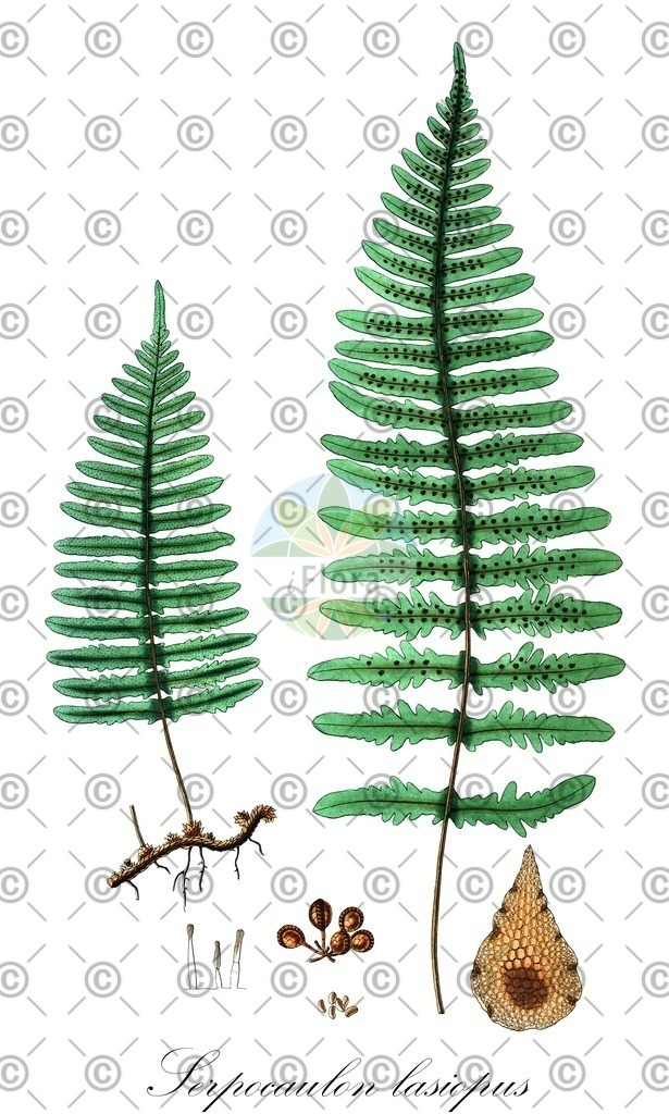 HistAbb_wfo-0001106640_1_ENZY_Simple | Historische Abbildung von Serpocaulon lasiopus - Polypodiaceae | Historical Illustration of Serpocaulon lasiopus - Polypodiaceae