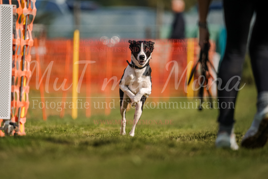20250928_Hunderennen-172 | MuT (Mensch und Tier) mit Mona - Fotografie und Tierkommunikation - Realisiert mit Pictrs.com
