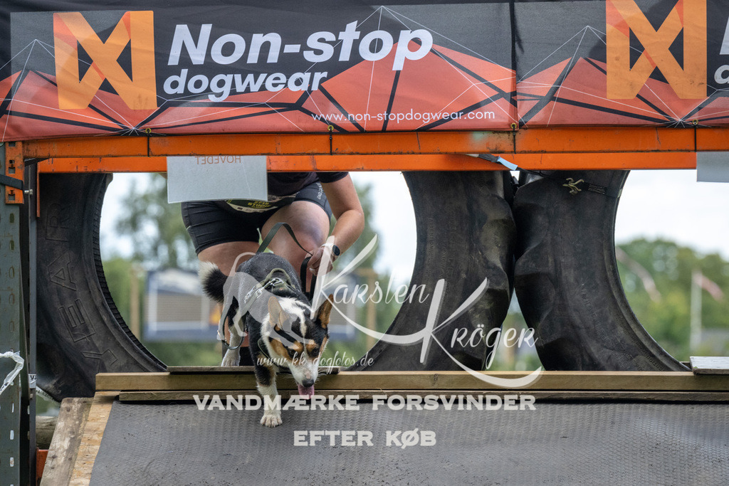 1309_ZZ94588 | kk-dogfotos