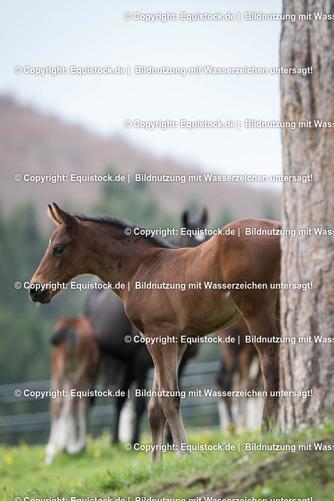 20170511_Fohlen_0061 | Foto: Thomas Hartig