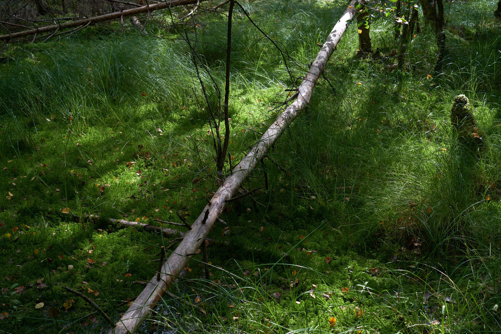 Impressionen auf dem Varniku-Naturpfad | Litauen - August 14, 2022: Wanderung auf dem Varniku-Naturpfad im Hochmoorgebiet; Landschaft im Moorgebiet. - Realisiert mit Pictrs.com