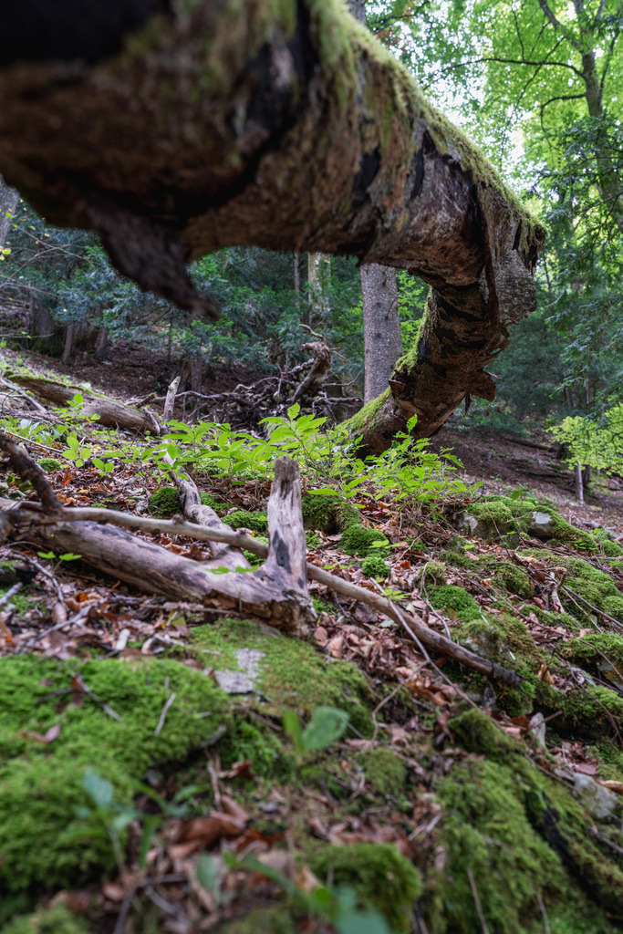 ZD250916093407 | Fotoshop von zweidimensional Fotografie. Ihr Fotograf im Aargau. Abzüge von Ihrem Fotobox Event bestellen.Abzüge von Ihrem Hochzeit bestellen.Abzüge von Ihrem Schulfotograf bestellen.