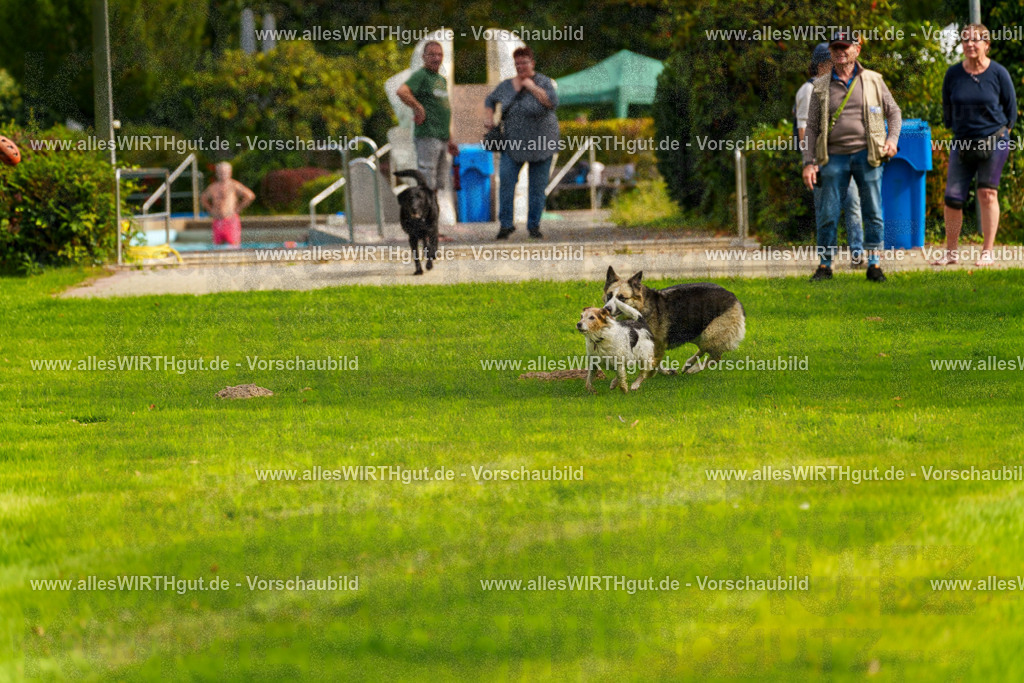 Hundeschwimmen_Grefrath_2026-allesWIRTHgut_Tierfotografie-11_30-7R503312 | Professionelle Tierfotografie in Mönchengladbach von Daniel Wirth (allesWIRTHgut). Liebevolle & natürliche Bilder von Hunden & Katzen für unvergessliche Erinnerungen.