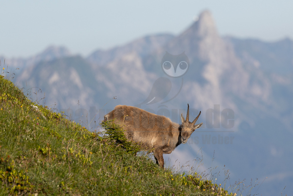 _5NF5811_20250710-2 | Das Bild zeigt einen einzelnen Steinbock, der auf einem Berghang steht. Das Tier ist in Seitenansicht zu sehen und blickt über die Schulter. Sein Fell ist hellbraun und seine Hörner sind markant. Der Hintergrund besteht aus einem grasbewachsenen Hang und einem verschwommenen Bergmassiv mit Wolken. Die Szene vermittelt einen Eindruck von Wildnis und Ruhe. - Realisiert mit Pictrs.com
