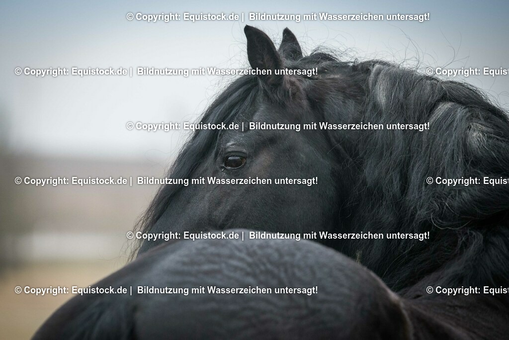 20150217_TOMsPiC_0016 | equistock