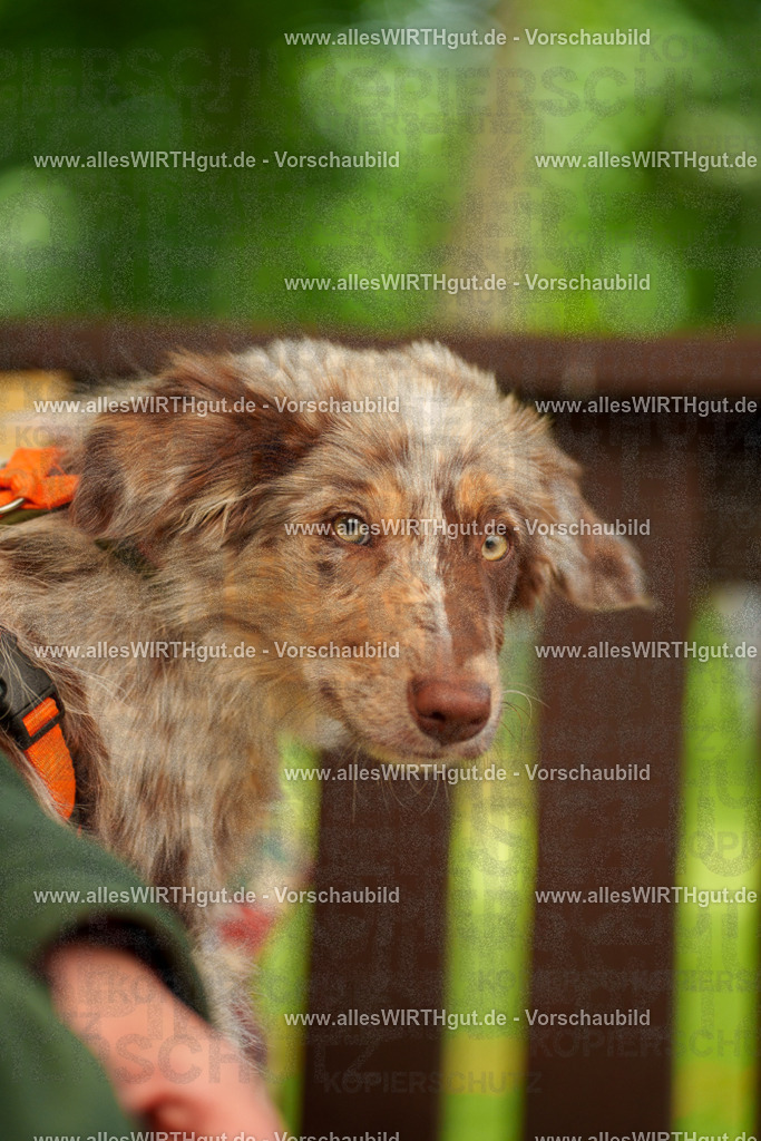 @allesWIRTHgut_Tierfotografie - www.allesWIRTHgut.de - 120314-7R508711 | Professionelle Tierfotografie in Mönchengladbach von Daniel Wirth (allesWIRTHgut). Liebevolle & natürliche Bilder von Hunden & Katzen für unvergessliche Erinnerungen.