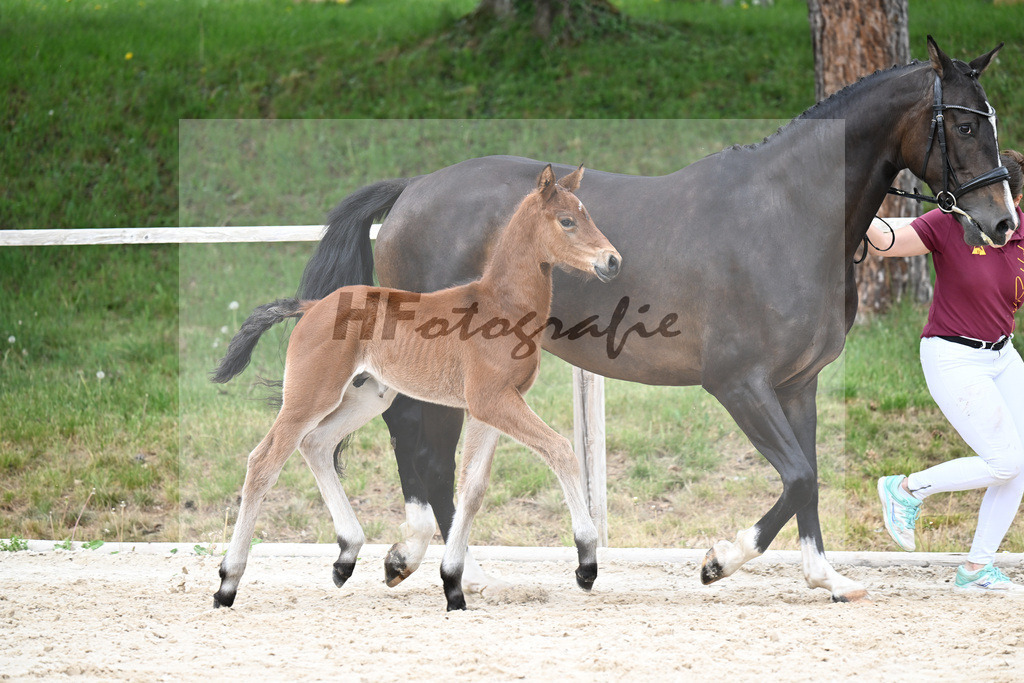 Kat-Nr. 35 HF Va Bene x Le Vivaldi_Wimmer_24260633 | hf-fotografie - Realisiert mit Pictrs.com