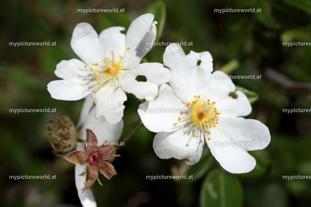 Immergrüne Rose-003 | Das Bilderarchiv über Tiere, Planzen und Landschaften. In der Bilddatenbank finden Sie ein große Auswahl an hochwertigen Bilder für Ihre Werbung - Realisiert mit Pictrs.com