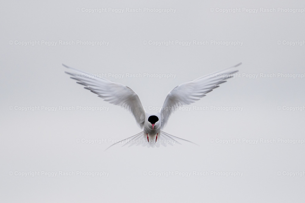 Küstenseeschwalbe | Küstenseeschwalbe - Realisiert mit Pictrs.com