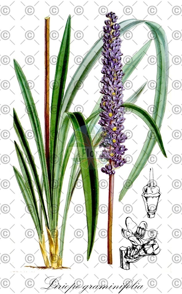 HistAbb_wfo-0000359261_1_ENZY_Simple | Historische Abbildung von Liriope graminifolia - Asparagaceae | Historical Illustration of Liriope graminifolia - Asparagaceae