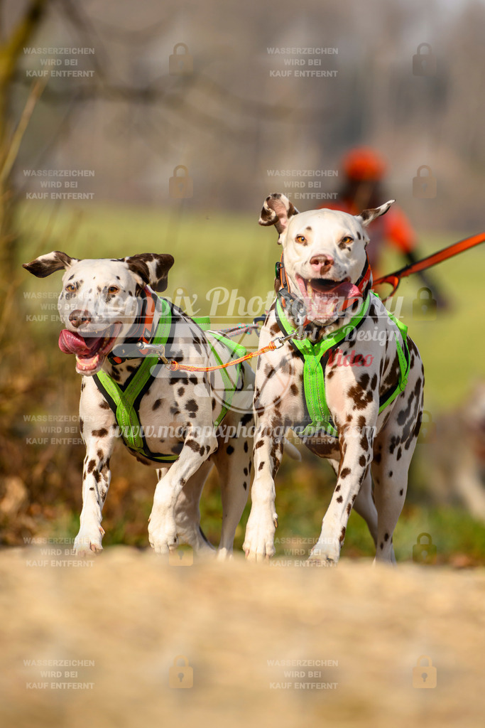 MompixPhotography_6ReiatRennen2026_SA_HappyDog-104 | PayLife
