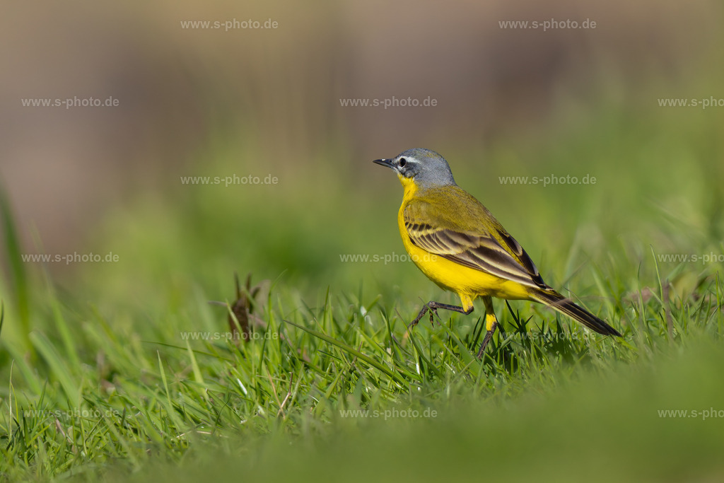 Schaftstelze | Dieser wunderschöne Vogel kommt meist auf seichten Wasserflächen wie Mooren oder Marschen vor. - Realisiert mit Pictrs.com