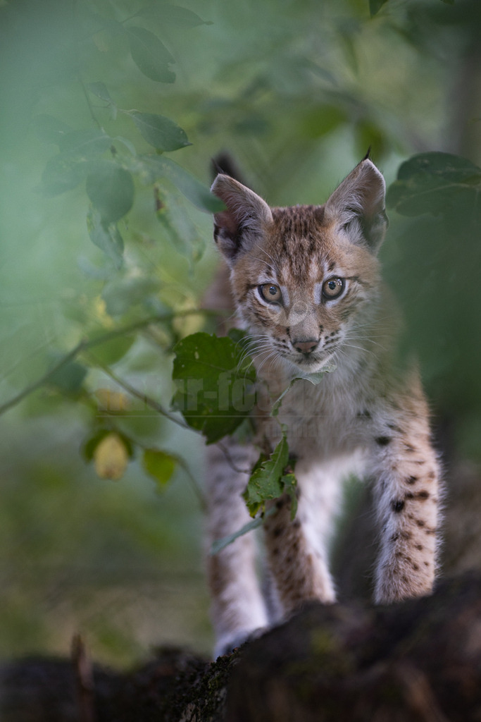 20220820181441-5 | Ein junger Luchs (Lynx lynx) schaut direkt in die Kamera, teilweise verdeckt von grünen Blättern und Ästen. Sein Fell ist hellbraun mit dunklen Flecken, und seine Ohren sind spitz mit schwarzen Haarbüscheln. Die Augen des Luchses sind hell und aufmerksam. Der Hintergrund ist unscharf und grün, was auf eine bewaldete Umgebung hindeutet. Es ist keine spezifische Interaktion erkennbar, außer der direkten Blickbeziehung zum Betrachter. - Realisiert mit Pictrs.com