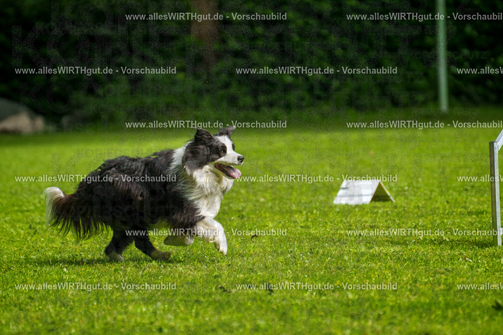 @allesWIRTHgut_Tierfotografie - www.allesWIRTHgut.de - 7R502770 | Professionelle Tierfotografie in Mönchengladbach von Daniel Wirth (allesWIRTHgut). Liebevolle & natürliche Bilder von Hunden & Katzen für unvergessliche Erinnerungen.