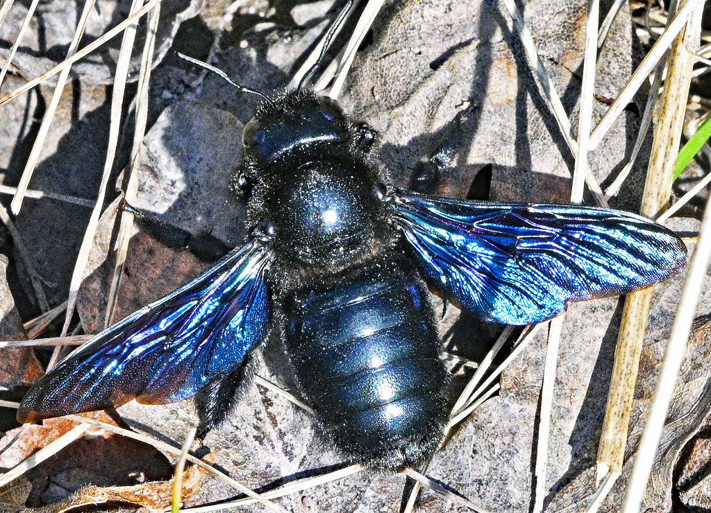 Blaue Holzbiene | lucisnaturbilder - Realisiert mit Pictrs.com