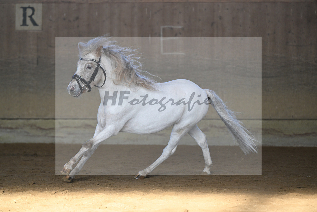 Kat-Nr. 16 Amigo vom Elbseetal v. Golden Wonder  v h Houbenhof_Koldas_49250712 | hf-fotografie - Realisiert mit Pictrs.com