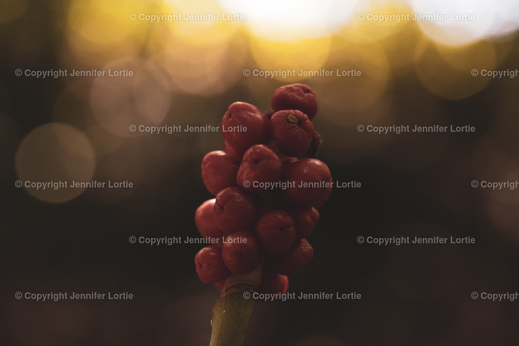 Aronstab_Querformat | Kreative Naturaufnahmen als hochwertige Druckprodukte kaufen. - Realisiert mit Pictrs.com