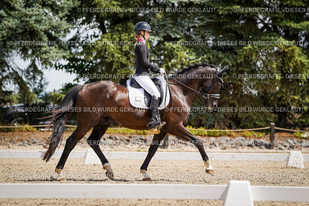 DSC01557 | Pferdegrafie