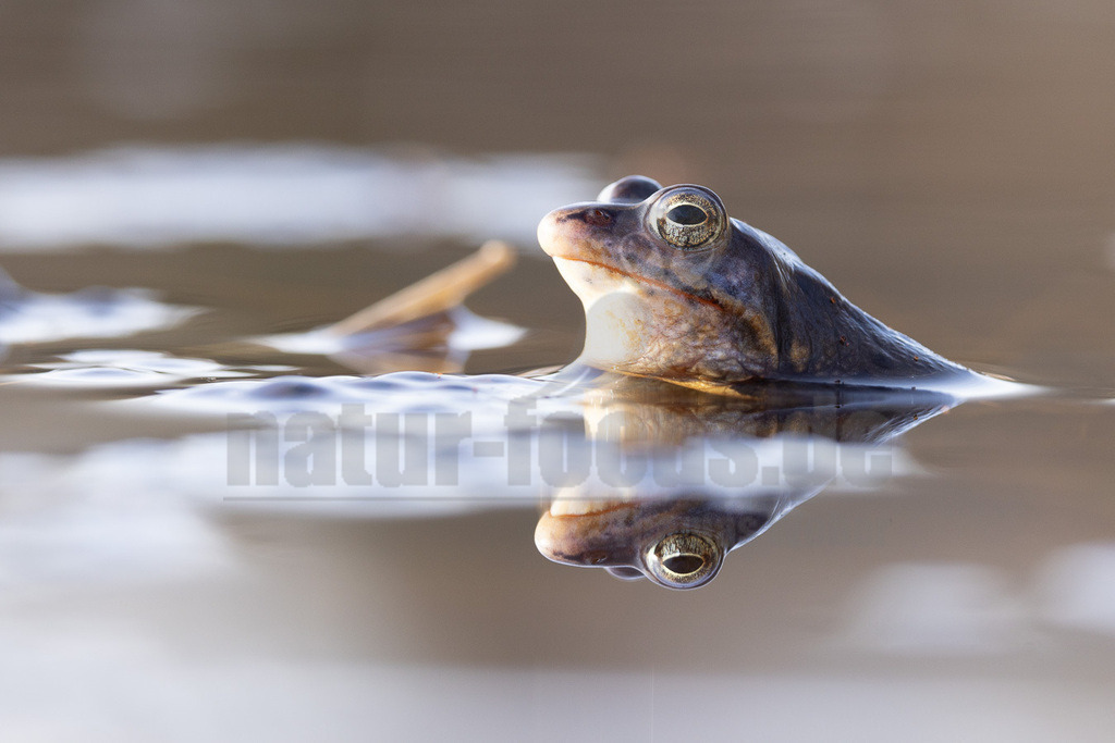 R5NF3160-20230316 | Der Moorfrosch gehört innerhalb der Ordnung der Froschlurche zur Familie der Echten Frösche und ebenso zur Gattung der Echten Frösche. Außerdem fasst man ihn nach Aussehen und Lebensweise mit anderen Arten zu den sogenannten Braunfröschen zusammen.  - Realisiert mit Pictrs.com