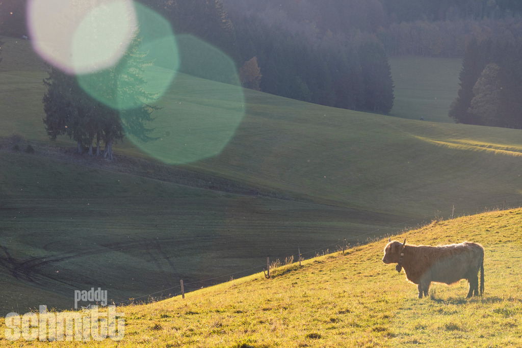 PS-Tiere-2026-55 | Entdecke die größte Bildgalerie der Region mit Fotografien aus dem Allgäu, der Bodenseeregion, Oberschwaben, dem Donautal und der Schwäbischen Alb. Landschaften, Luftaufnahmen und Reisefotografie als Wandbild und Fotokunst. - Realisiert mit Pictrs.com