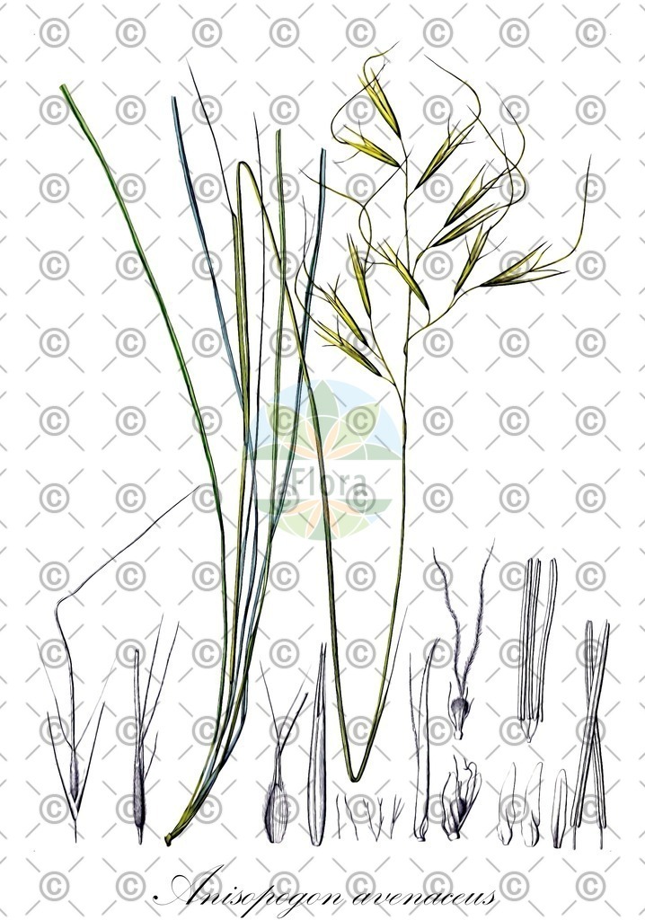 HistAbb_wfo-0000537347_1_ENZY_Simple | Historische Abbildung von Anisopogon avenaceus - Poaceae | Historical Illustration of Anisopogon avenaceus - Poaceae
