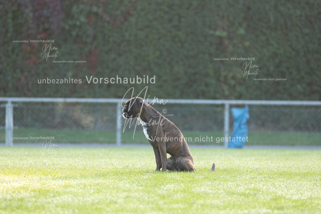 _16A5937 | Einzigartige Fotos von Hunden & Menschen –Actionfotos, Portraits, Vereinsaufnahmen & Paarshootings – authentisch, lebendig & mit Herz.