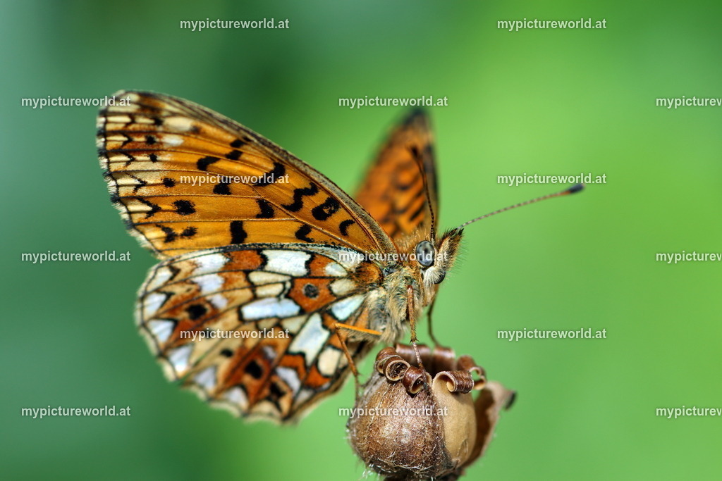 Boloria selene-004 | Das Bilderarchiv über Tiere, Planzen und Landschaften. In der Bilddatenbank finden Sie ein große Auswahl an hochwertigen Bilder für Ihre Werbung - Realisiert mit Pictrs.com