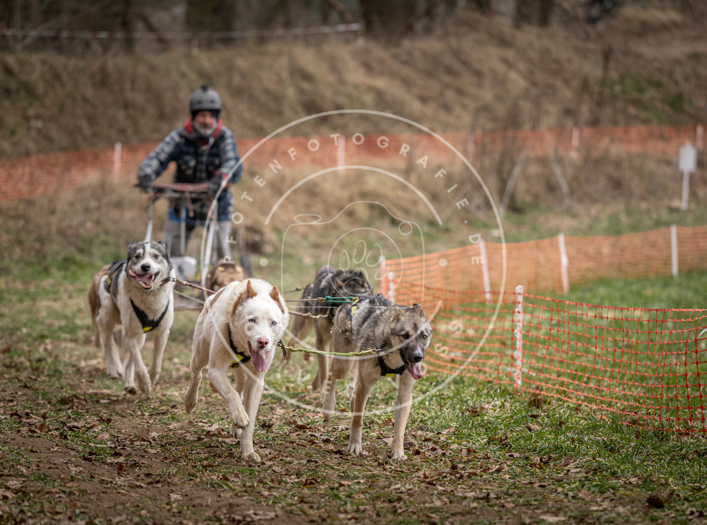 Pfotenfotografie_DV3A6479 | Hundefotografie, Tierfotograf, Pfotenfotografie, Fotoshooting Hund, Hunde Portrait, Hundesport, Hundeportraits, Heideshooting, Hunde, Sportfotograf, Hundefotograf, Turnierhundsport, THS,  - Realisiert mit Pictrs.com