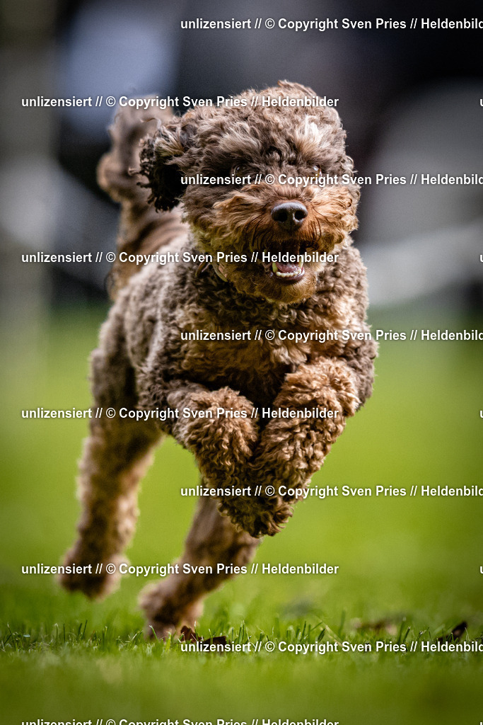 Sven Pries | 2025-10-03 - Hunderennen Obergrombach - Realisiert mit Pictrs.com