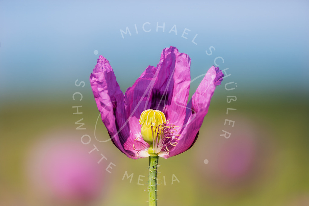 2025-05-20 2025-05-20 Erlenbacher Oelmuehle Mohnblumen 073 | Schwotte Media - Realisiert mit Pictrs.com