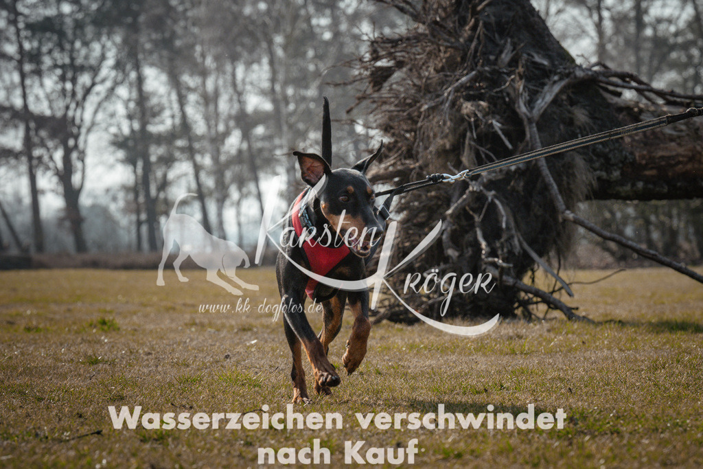 1049_ZZ93989 | kk-dogfotos