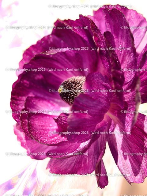 titusgraphy_P6150215-vz-ln | titusgraphy-shop: Geschenkideen mit Qualitätsfotos. titusgraphy-shop: gift ideas with quality photos. titusgraphy-shop: idées cadeaux avec photos de qualité.  - Realisiert mit Pictrs.com