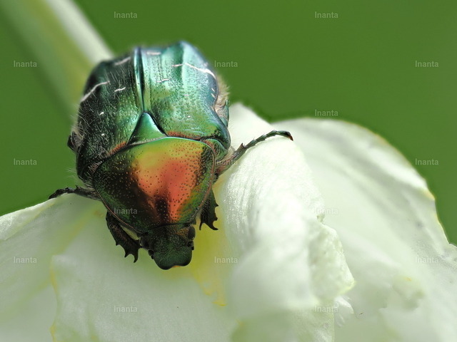 Goldglänzender Rosenkäfer (Cetonia aurata) | Der Goldglänzende Rosenkäfer (Cetonia aurata) ist ein 14–20 mm großer, metallisch grün-gold schillernder Blatthornkäfer mit weißen Flecken auf den Flügeldecken. Er gehört zur Familie der Rosenkäfer und wird häufig auf Blüten beobachtet. –  – The Green Rose Chafer (Cetonia aurata) is a 14–20 mm metallic green and gold beetle with white spots on the elytra. It belongs to the rose chafer family and is commonly found on flowers. - Realisiert mit Pictrs.com