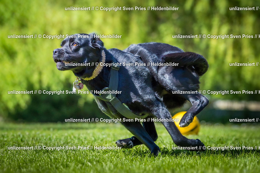 Hunderennen_April_2026_743 | 2026-04-26 - Hunderennen Baden-Oos April 2026 - Realisiert mit Pictrs.com