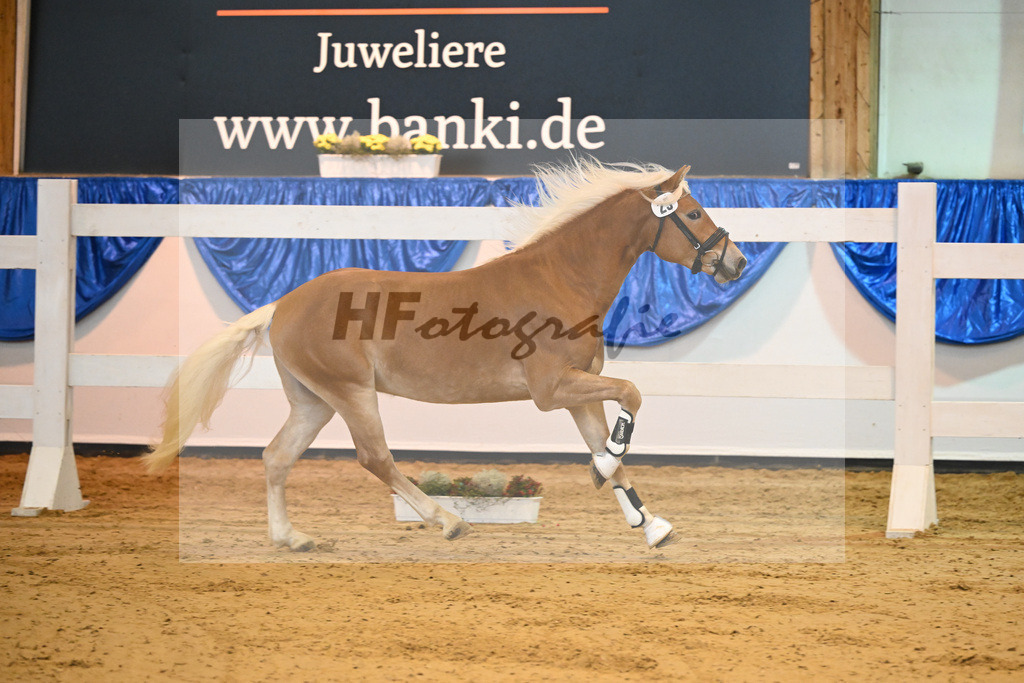 Kat-Nr. 25 San Salvador B v. Starino I_Bonitz_60220386 | hf-fotografie - Realisiert mit Pictrs.com