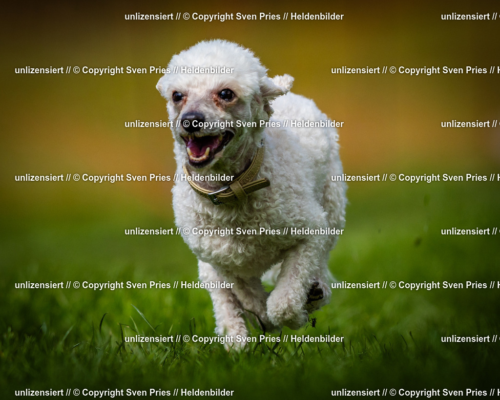 Sven Pries | 2025-04-13 - Hunderennen Baden-Baden - Realisiert mit Pictrs.com