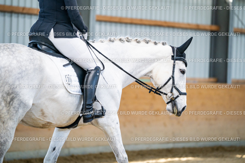 DSC06278 | Pferdegrafie