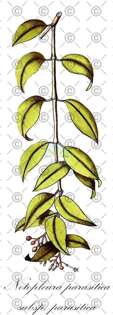 HistAbb_wfo-0000381044_1_ENZY_Simple | Historische Abbildung von Notopleura parasitica subsp. parasitica - Rubiaceae | Historical Illustration of Notopleura parasitica subsp. parasitica - Rubiaceae