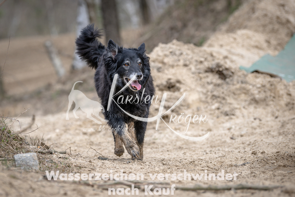 1224DSC_1516 | kk-dogfotos