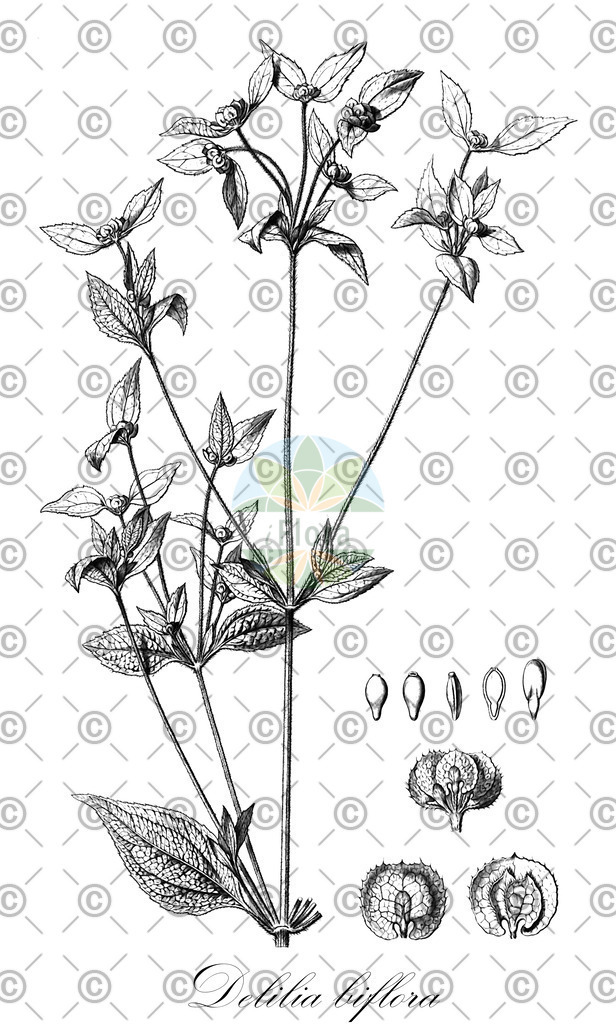 HistAbb_wfo-0000166389_1_ENZY_Simple | Historische Abbildung von Delilia biflora - Asteraceae | Historical Illustration of Delilia biflora - Asteraceae