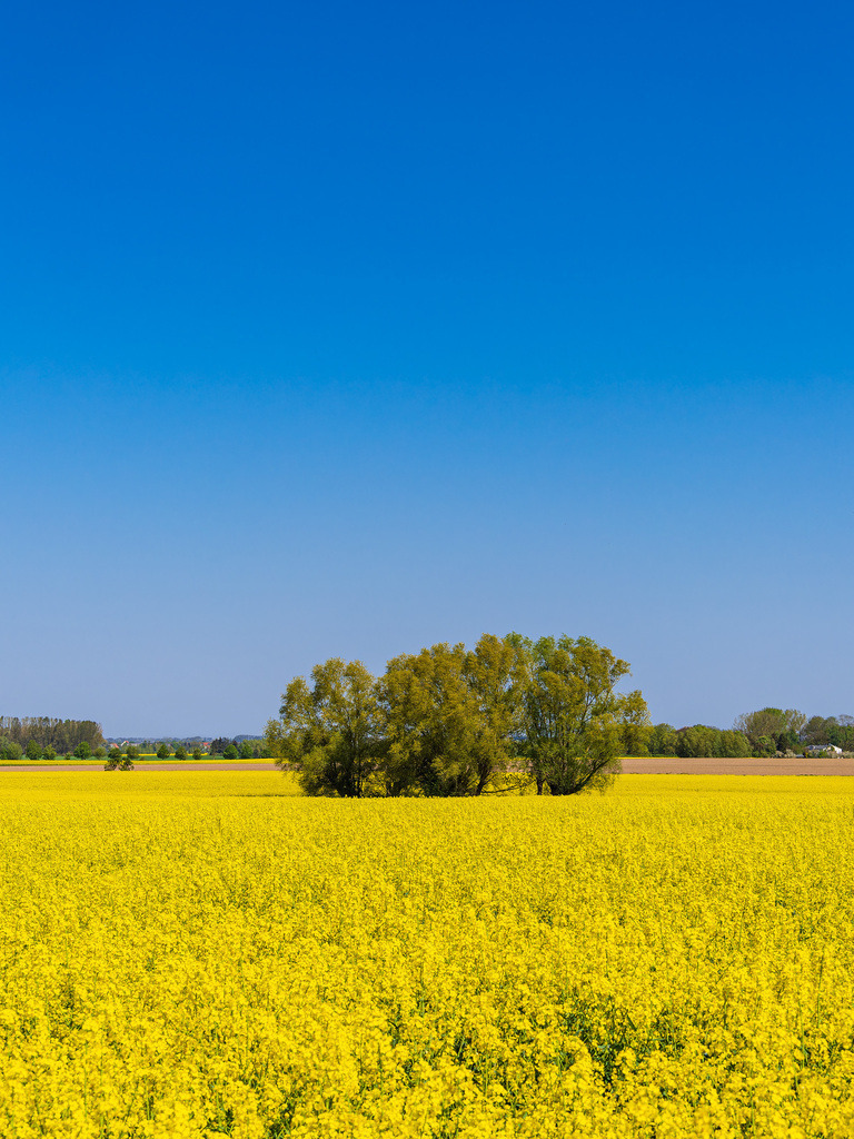 Blühendes Rapsfeld und Bäume bei Parkentin im Frühling | Blühendes Rapsfeld und Bäume bei Parkentin im Frühling.