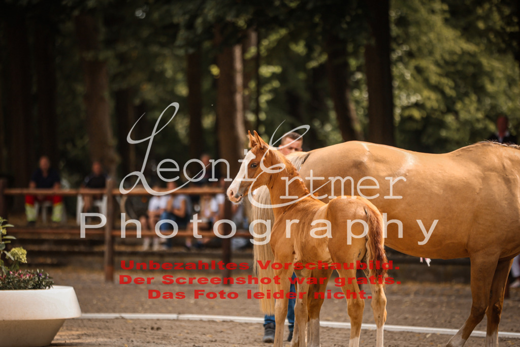 SaFohlen00024 | Leoni Ertmer Photography - Realisiert mit Pictrs.com