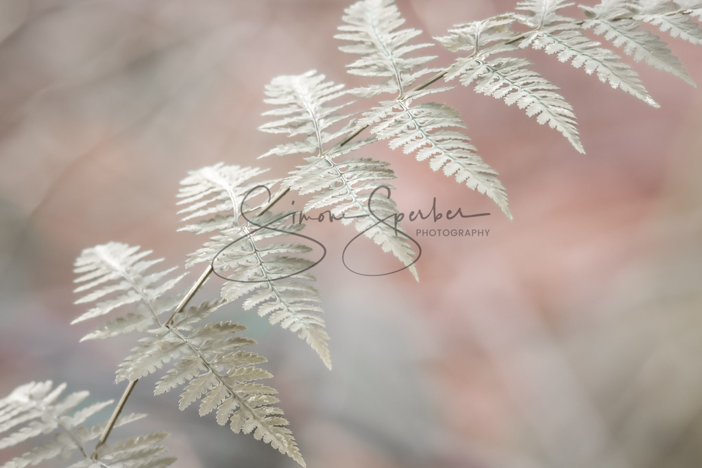 Farn in Pastell | Simone Sperber, svb-photography,Fotografin,Bilddesignerin,Naturfotografie,Macrofotografie,Tierfotografie,Wildtierfotografie,Ausstellungen,Auftragsfotografie,Kunst,Art,Photographer,Shootings,Bildberatbeitung,Galerie,Shop